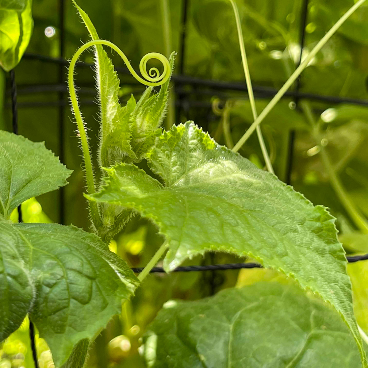 Komkommerplanten klemmen zich met tentakels vast aan het klimrek