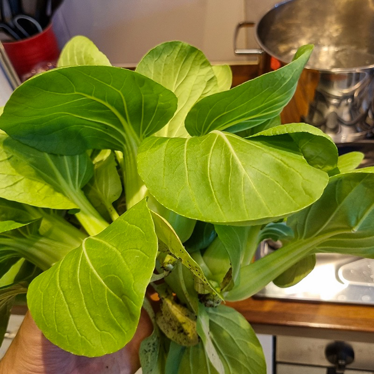 Vers geoogste paksoi uit de Makkelijke Moestuin