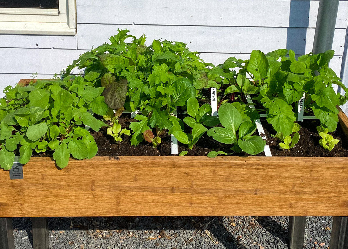 My garden box sown on August 1, four weeks later