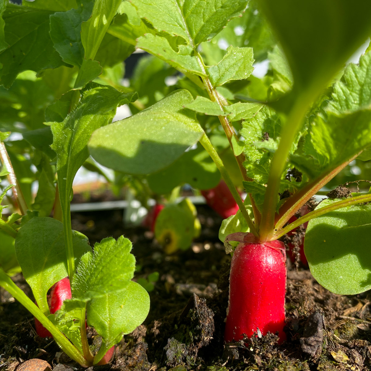 French Breakfast radishes stick out of the soil mix when they're ready to harvest