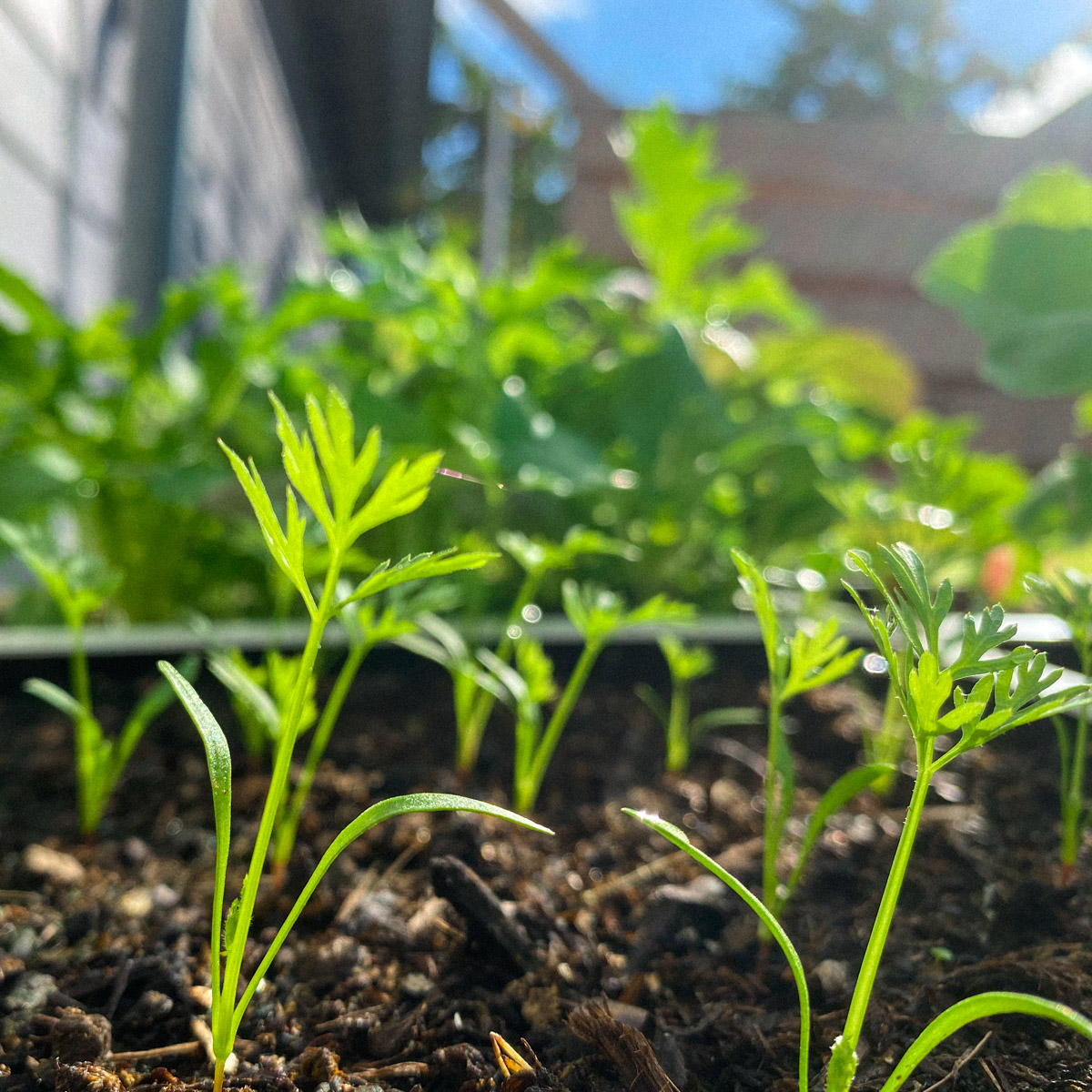 Small carrots at the end of August