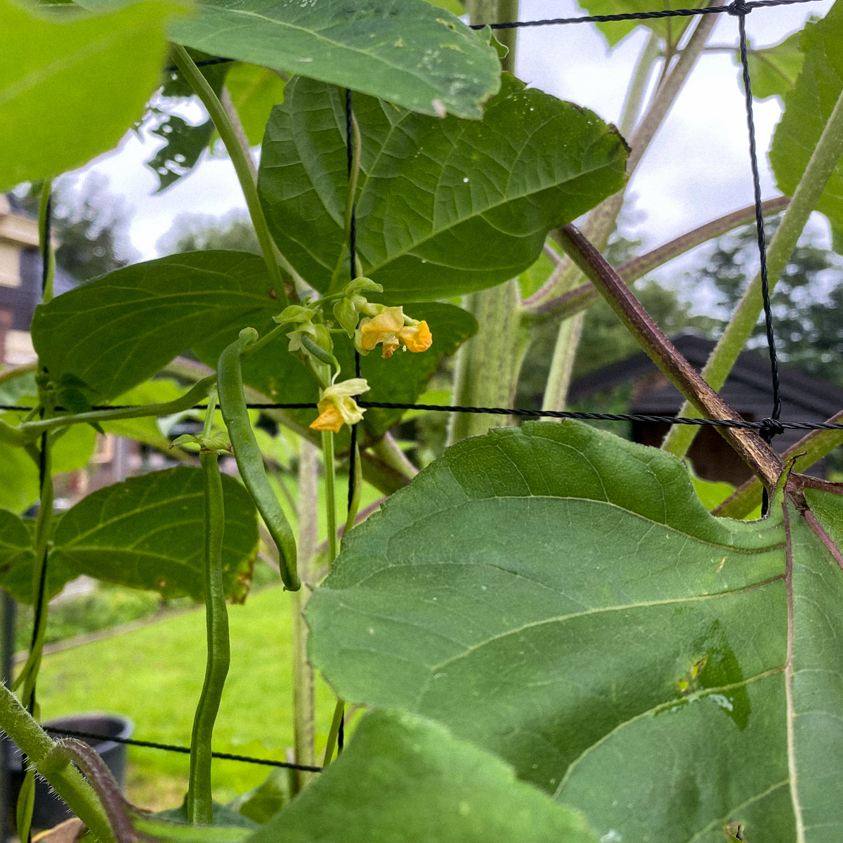 New Romano pole beans in september in the Planty Garden