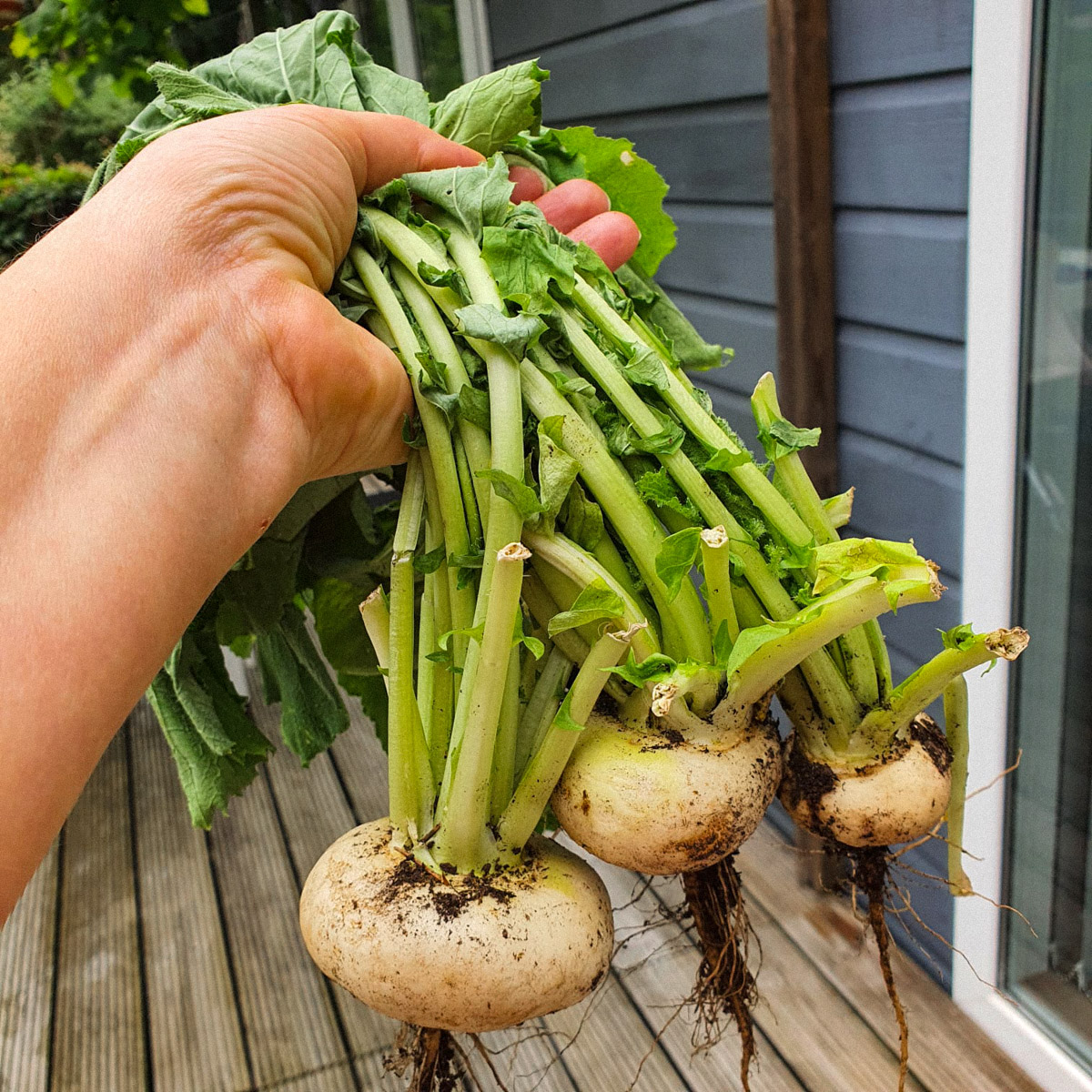 Vers geoogste meiraapjes uit de Makkelijke Moestuin