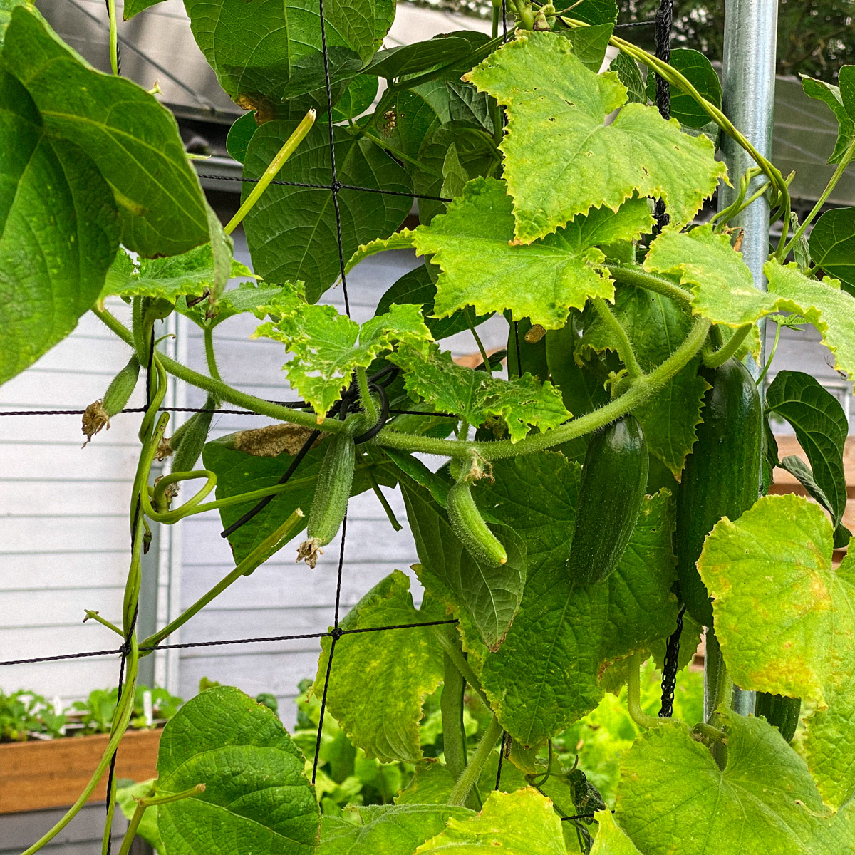 Blooming baby cucumbers in the Planty Garden in September