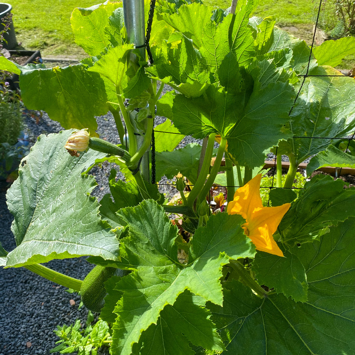 Tie the climbing zucchini to the trellis as it grows