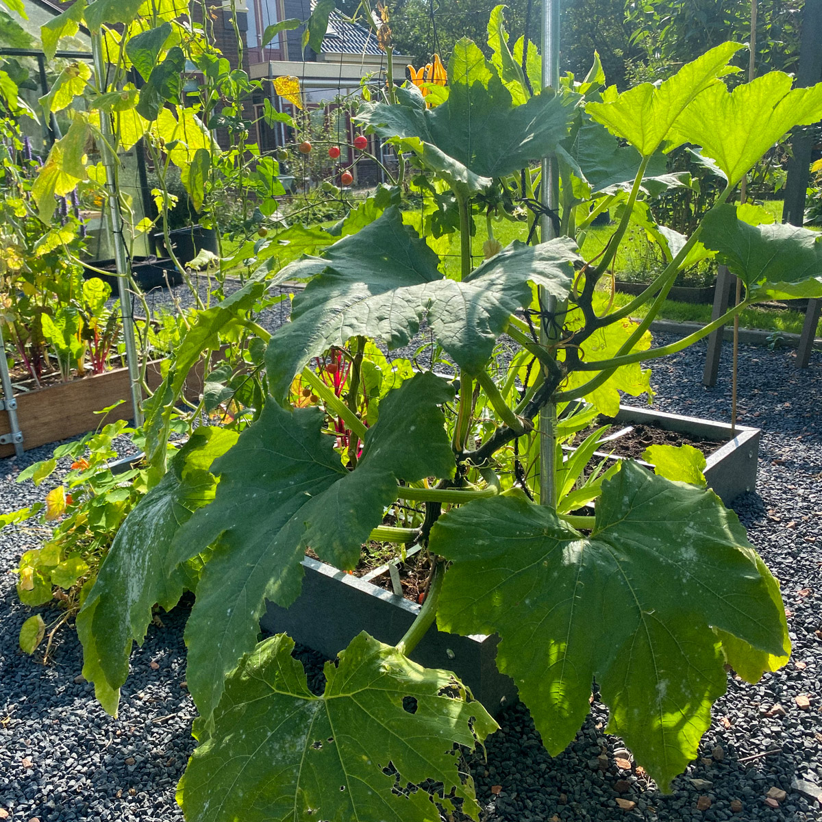 Mildew will show up quickly on your zucchini plants after wet weather