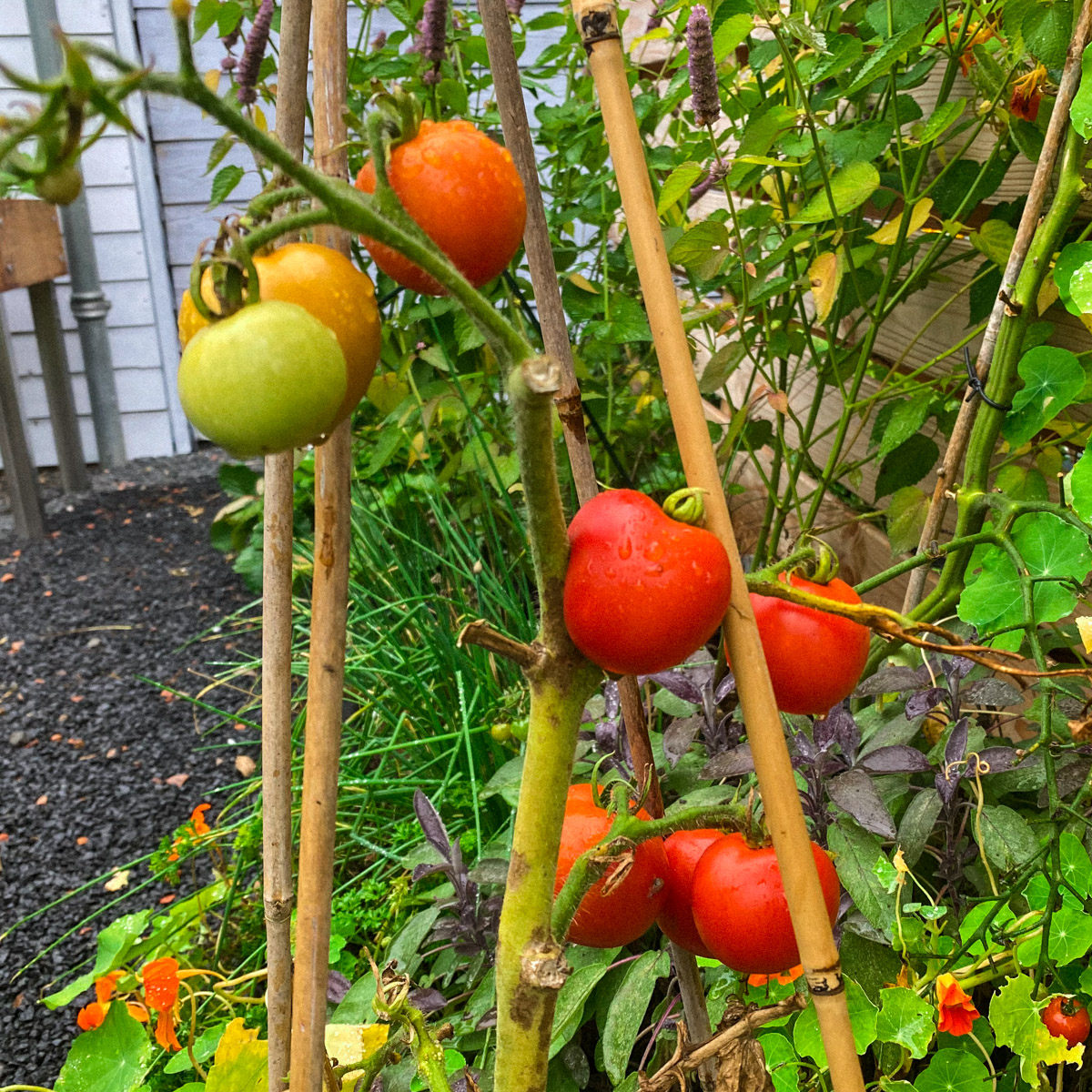 Bare bush tomato plants with ripe fruit