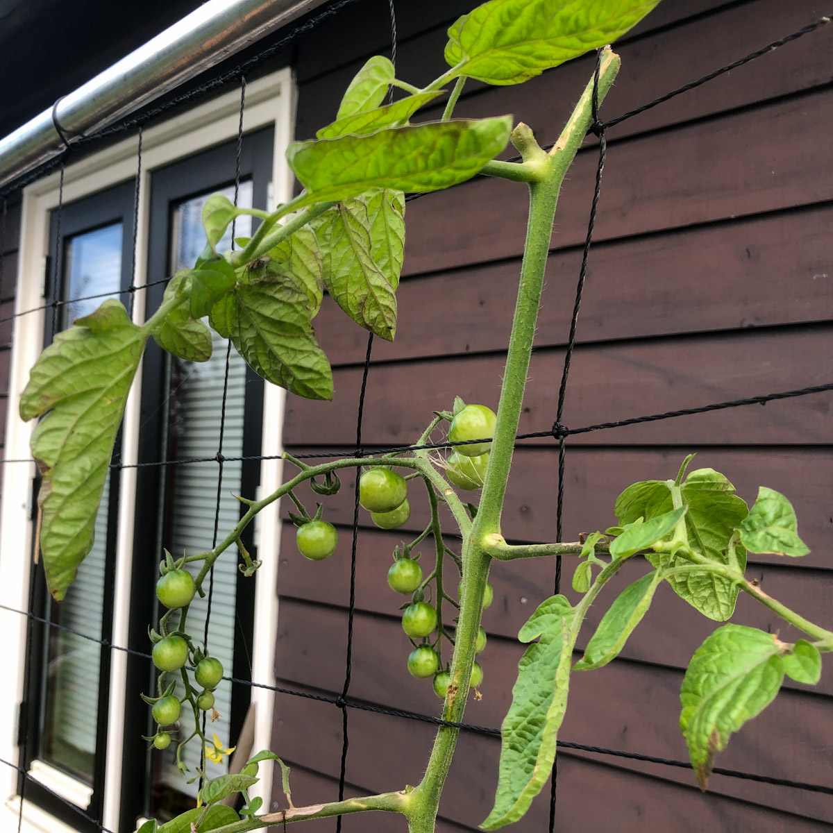 Topped tomato plants at the end of August