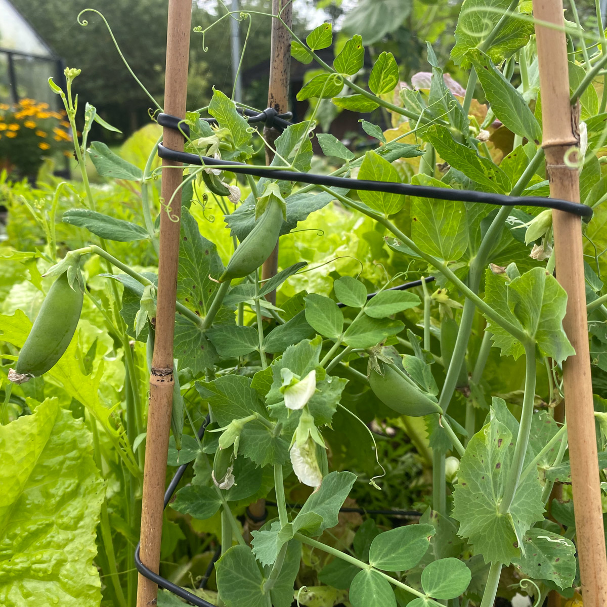In autumn, peas inside the pods of snow peas and sugar snap grow faster than in the spring