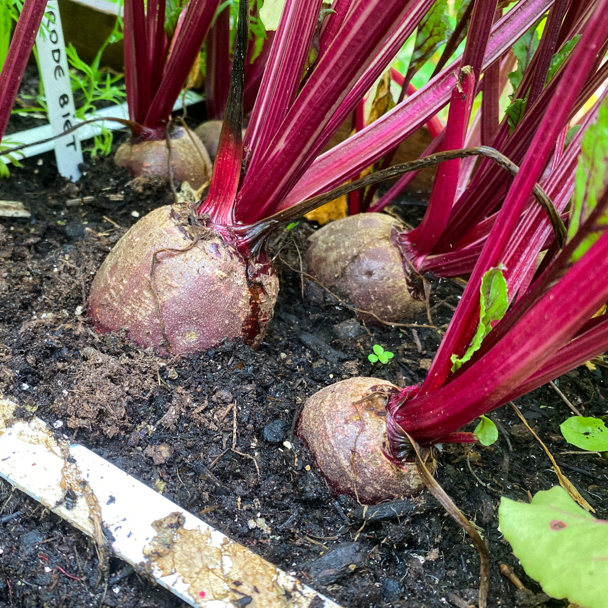 Beets grow extra fast in July and August