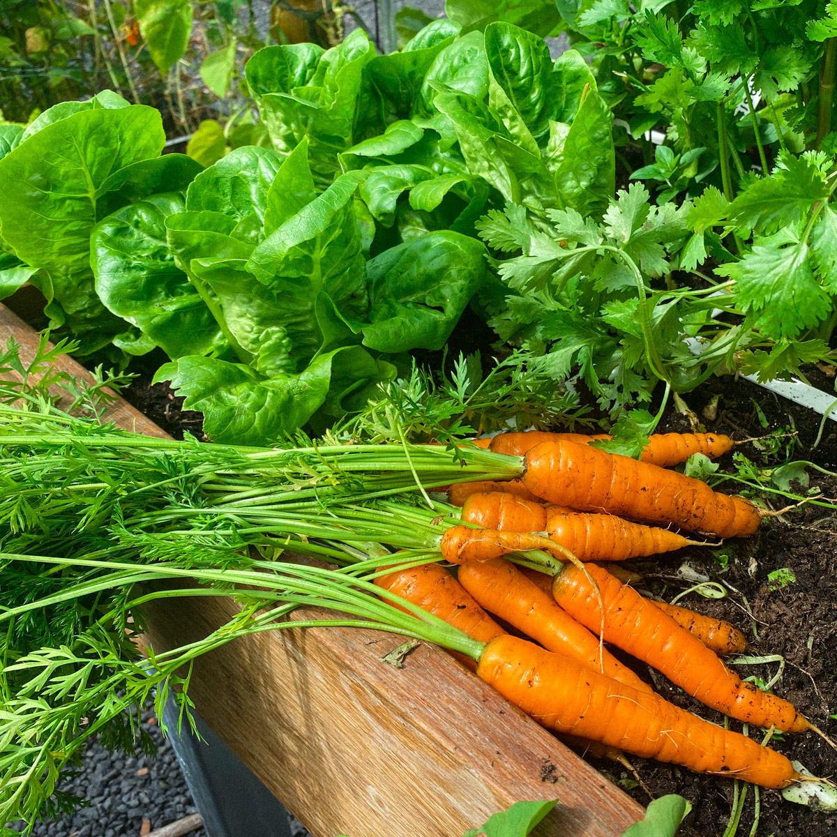 Carrots from the Planty Garden