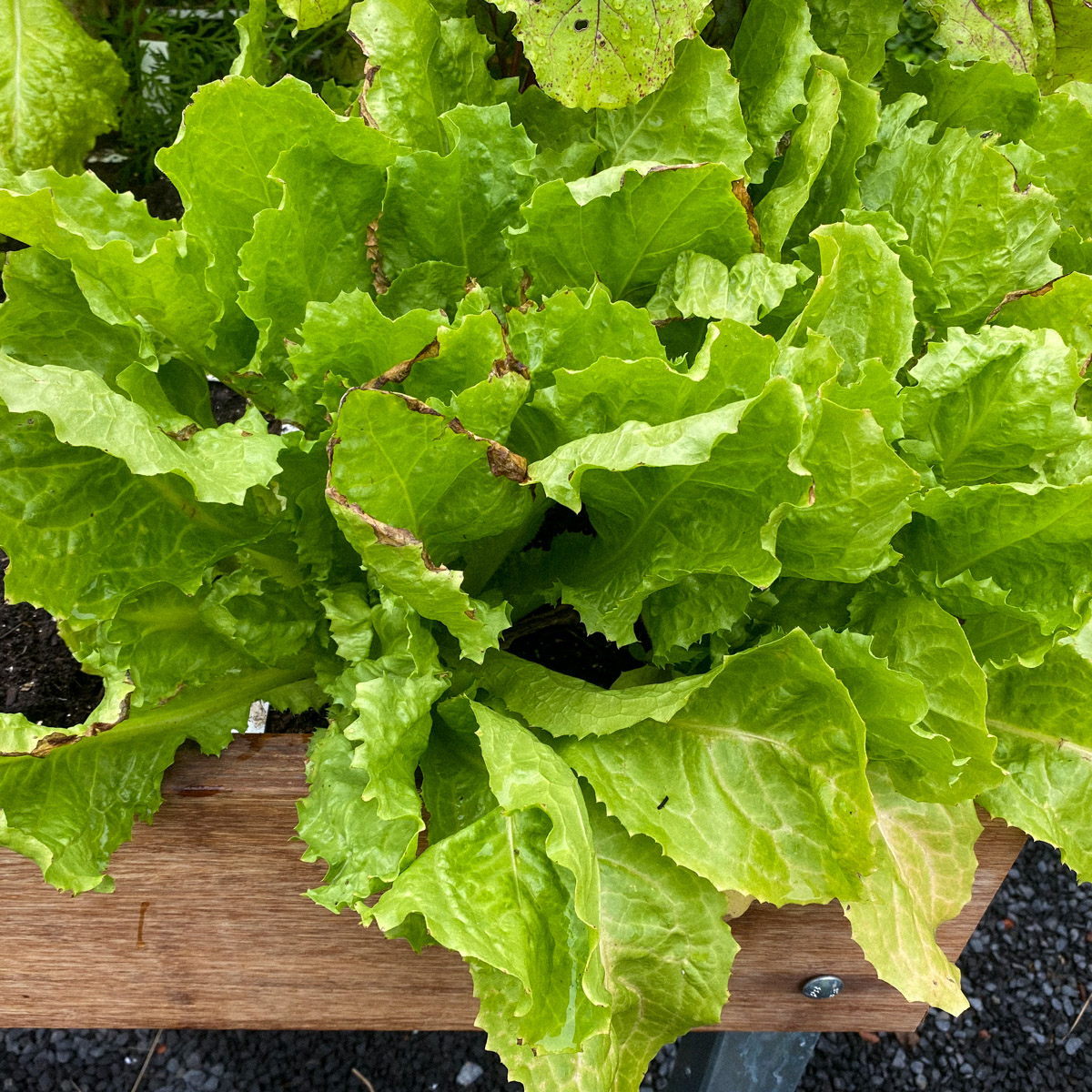 Endive leaves can turn brown around the edges after a lot of rain