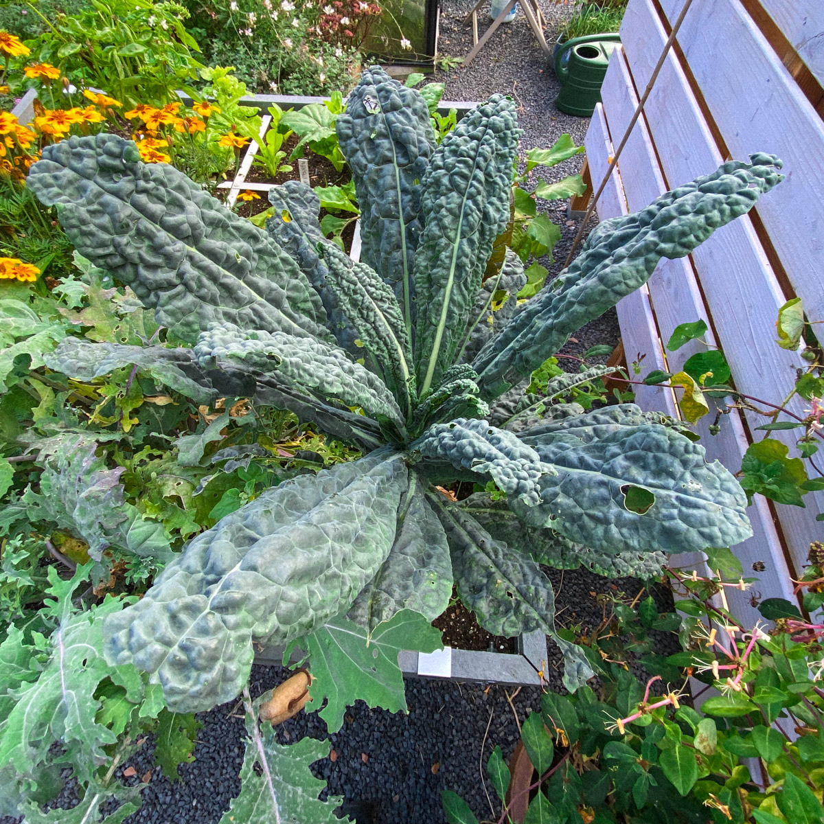 Dino kale gets eaten up by White Cabbage caterpillars and butterflies, but will recover