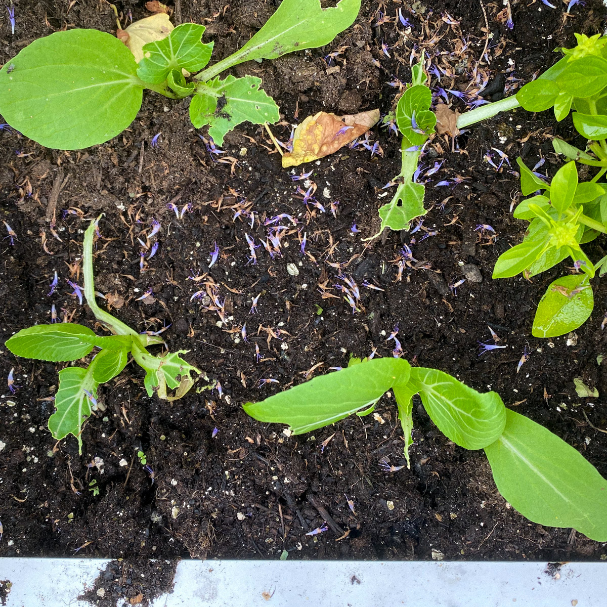 Snails and slugs love to eat bok choi