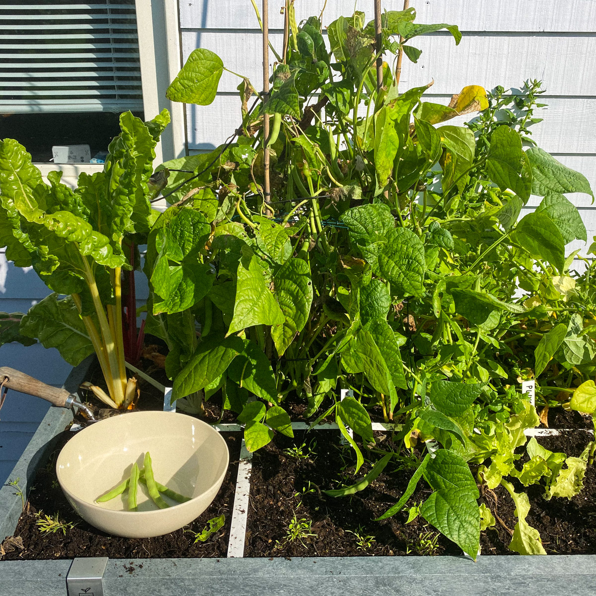 I'll harvest all these Romano pole beans and remove the plant now