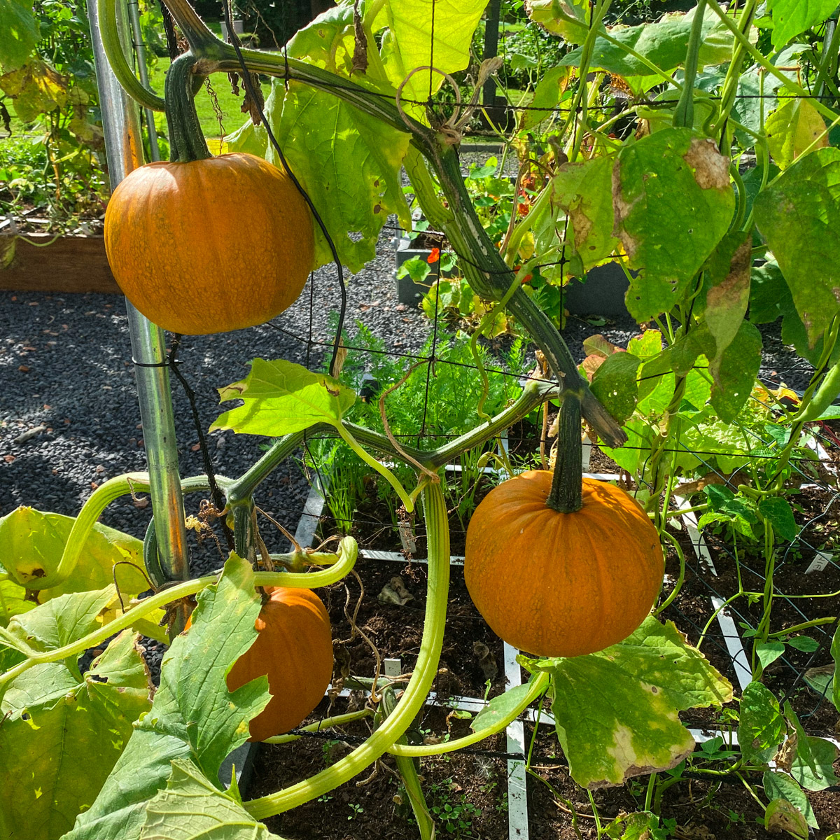 Baby pumpkins on the trellis in the Planty Garden