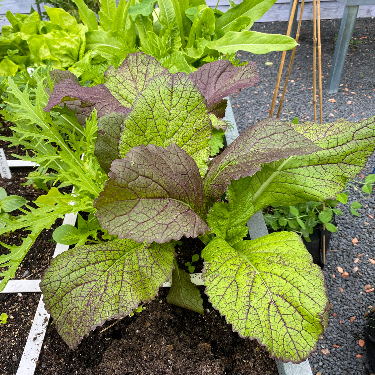 Red mustard and mizuna in the Asian salad mix