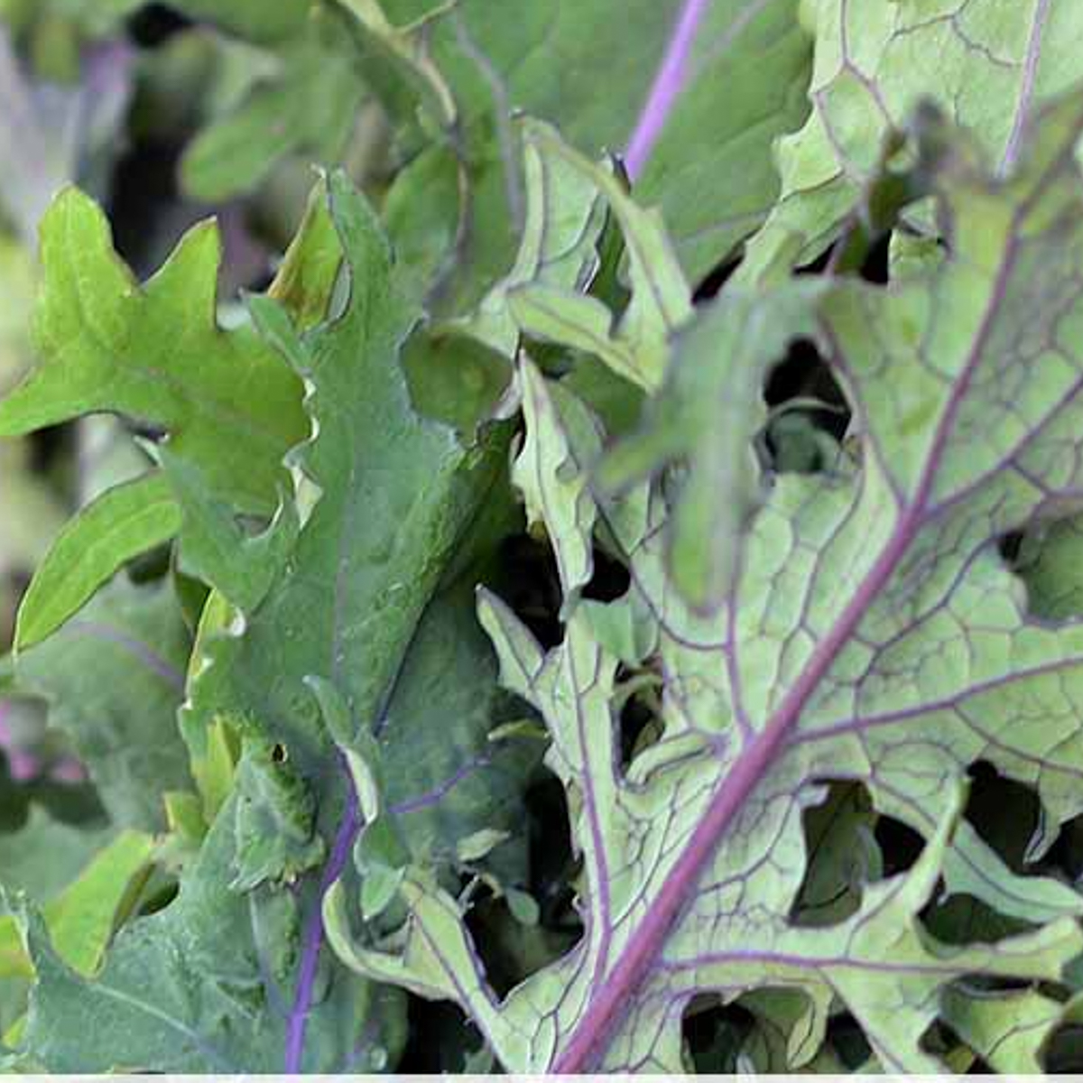 Red Russian kale