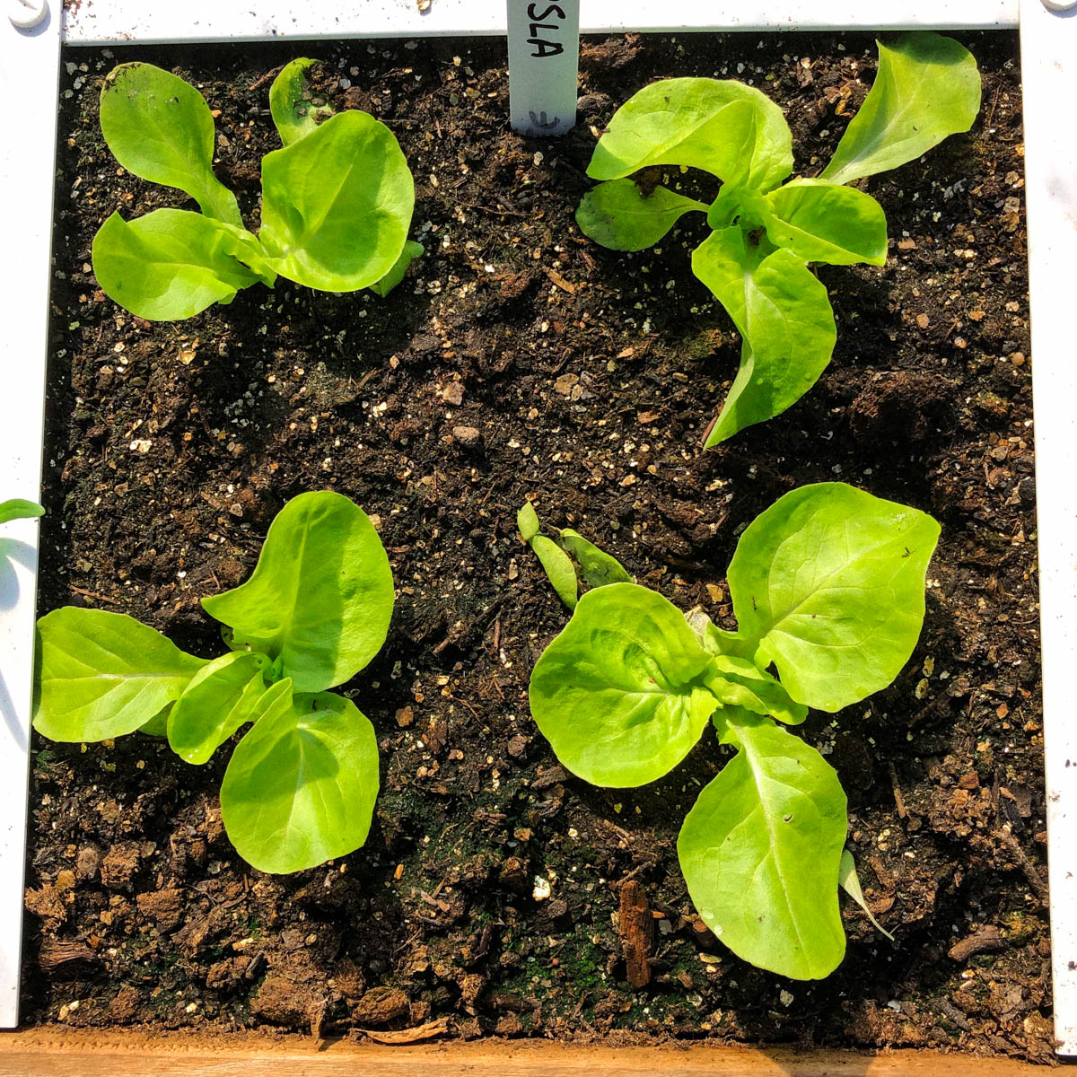 You can sow winter lettuce in September too