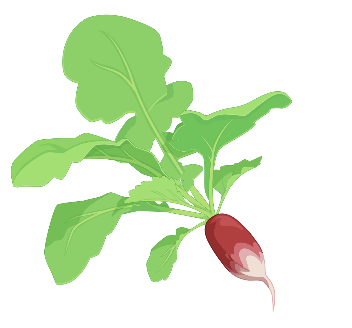 Franse radijsjes voor de Makkelijke Moestuin app