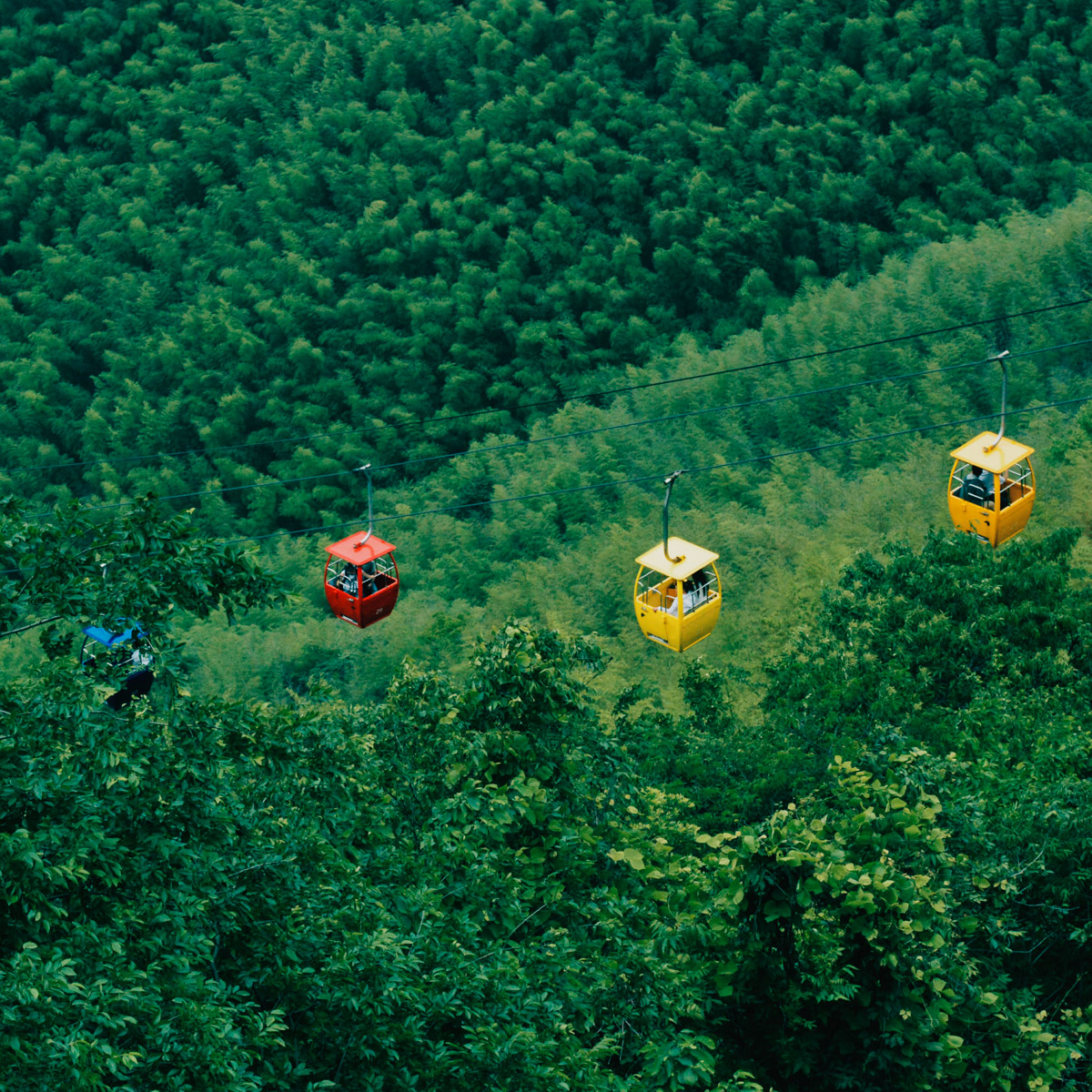 Kabelbaan boven bamboe bossen