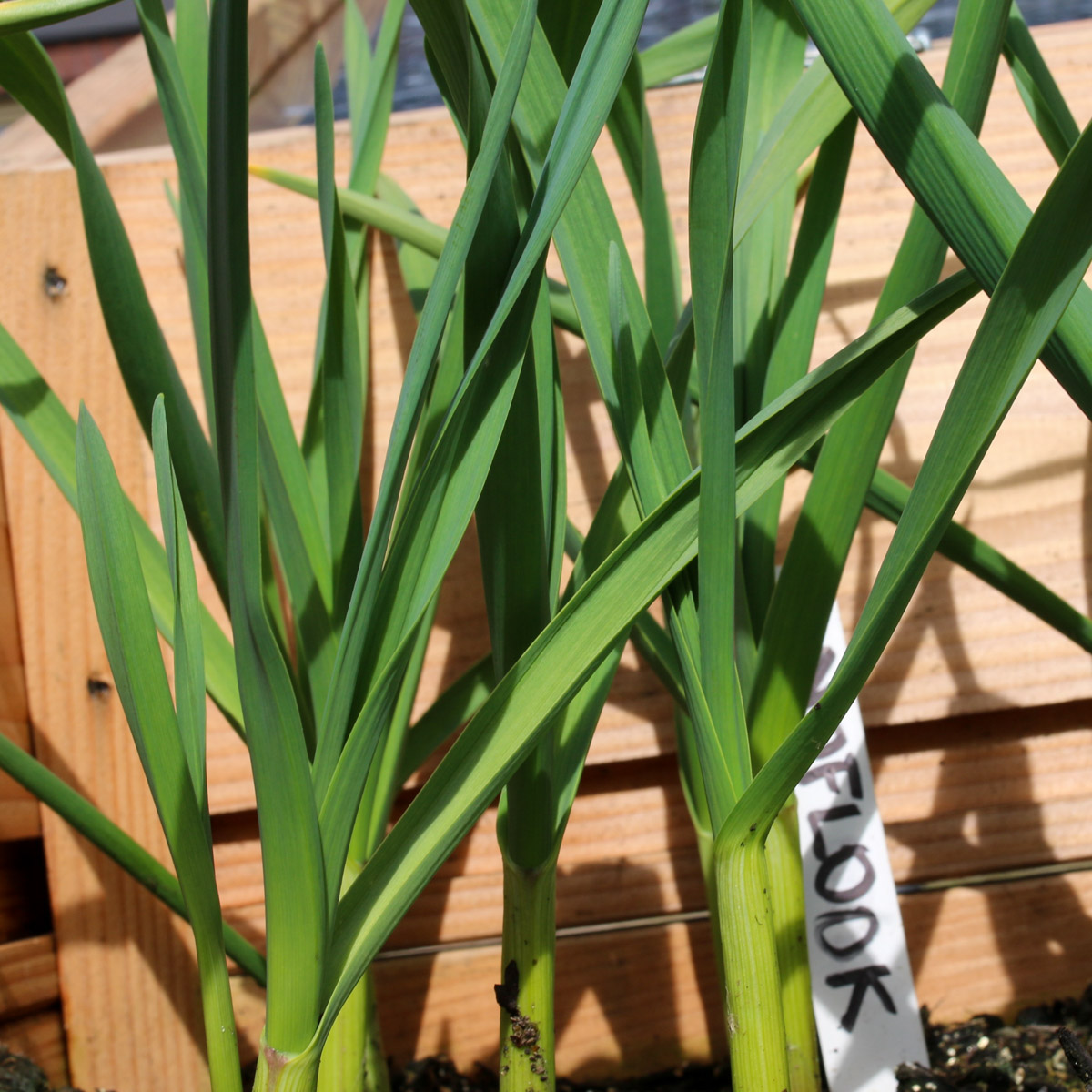 The young leaves have a tasty garlic flavor