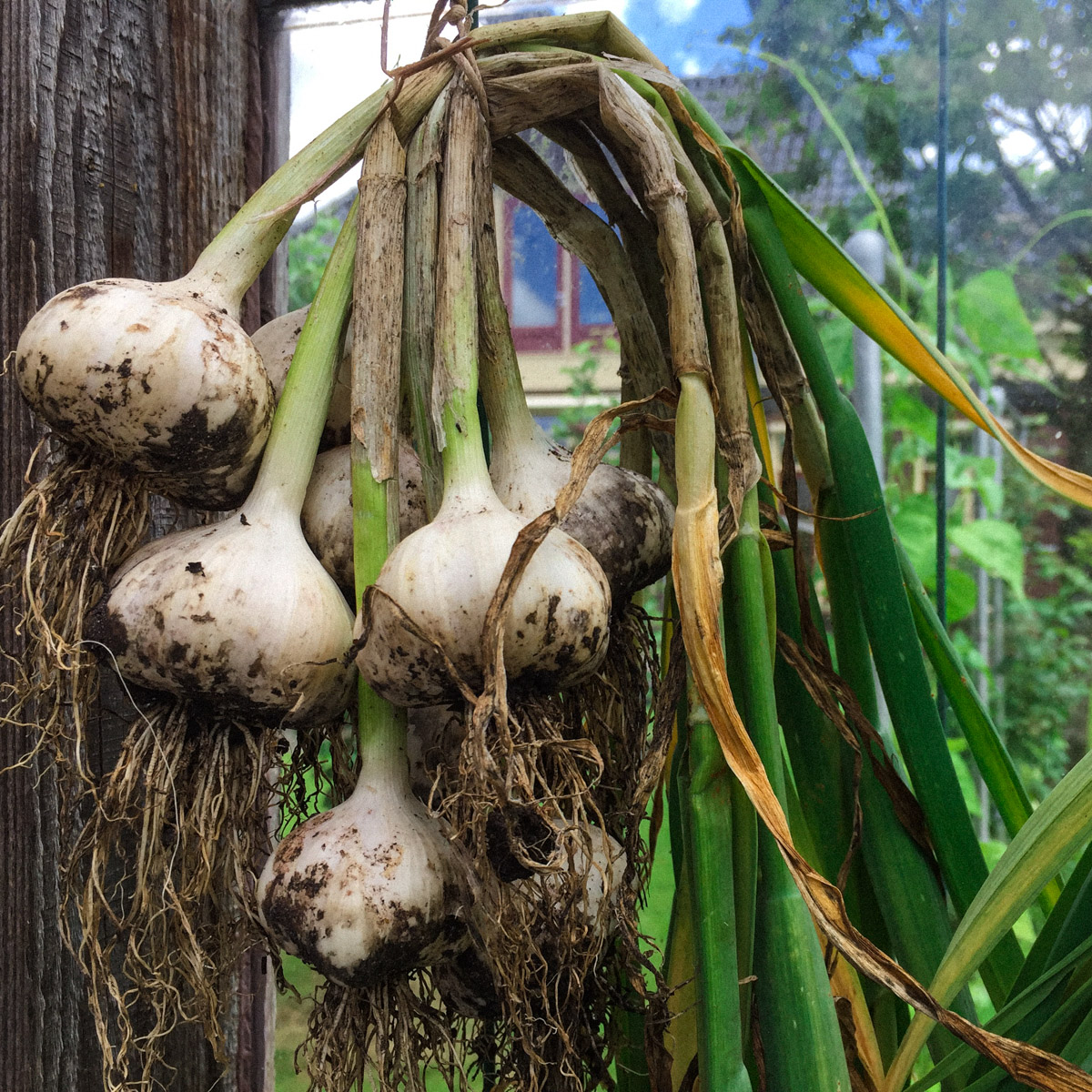 Drying garlic in the greenhouse