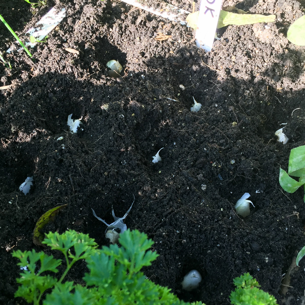 9 garlic cloves in 1 square patch
