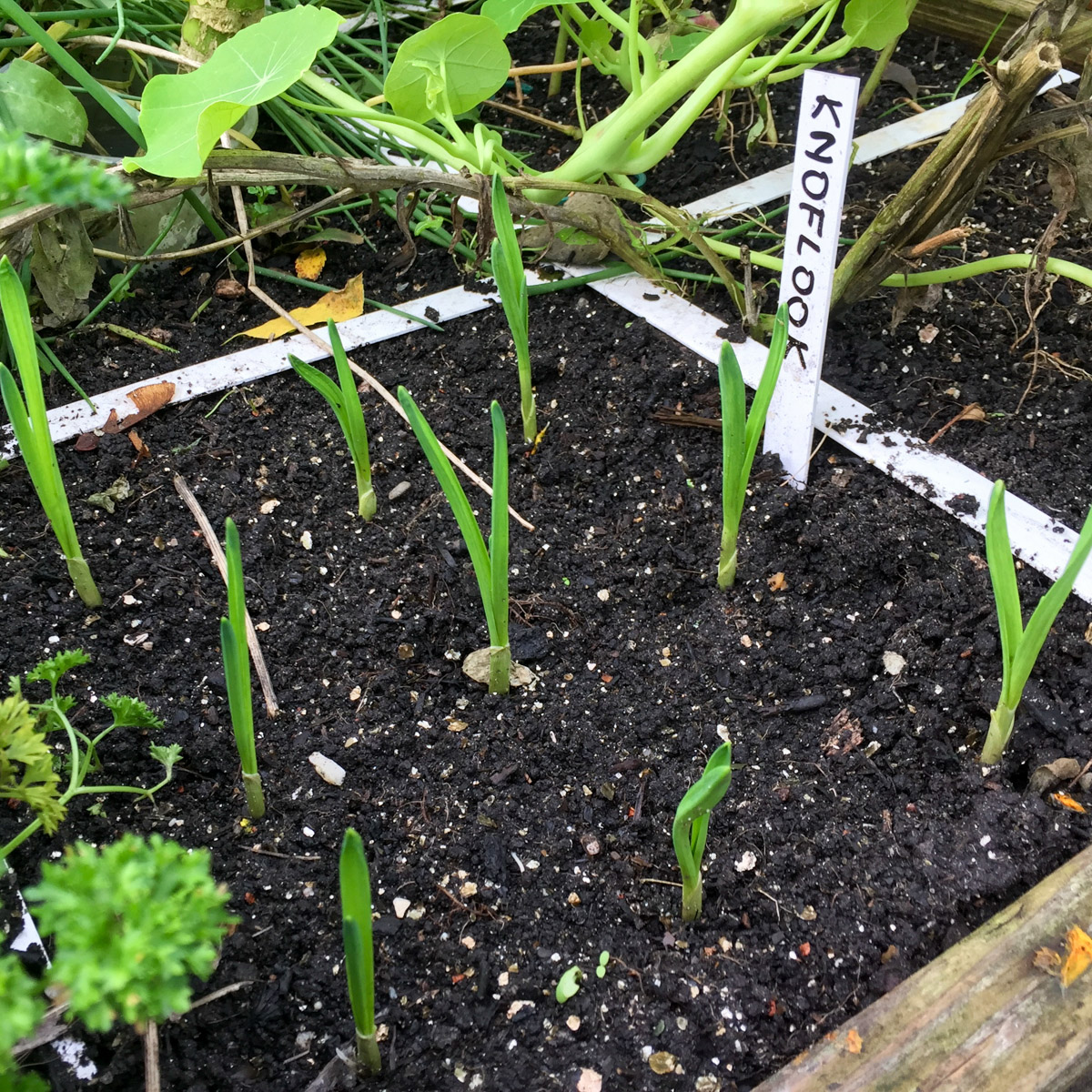 Garlic growing in a Planty Garden