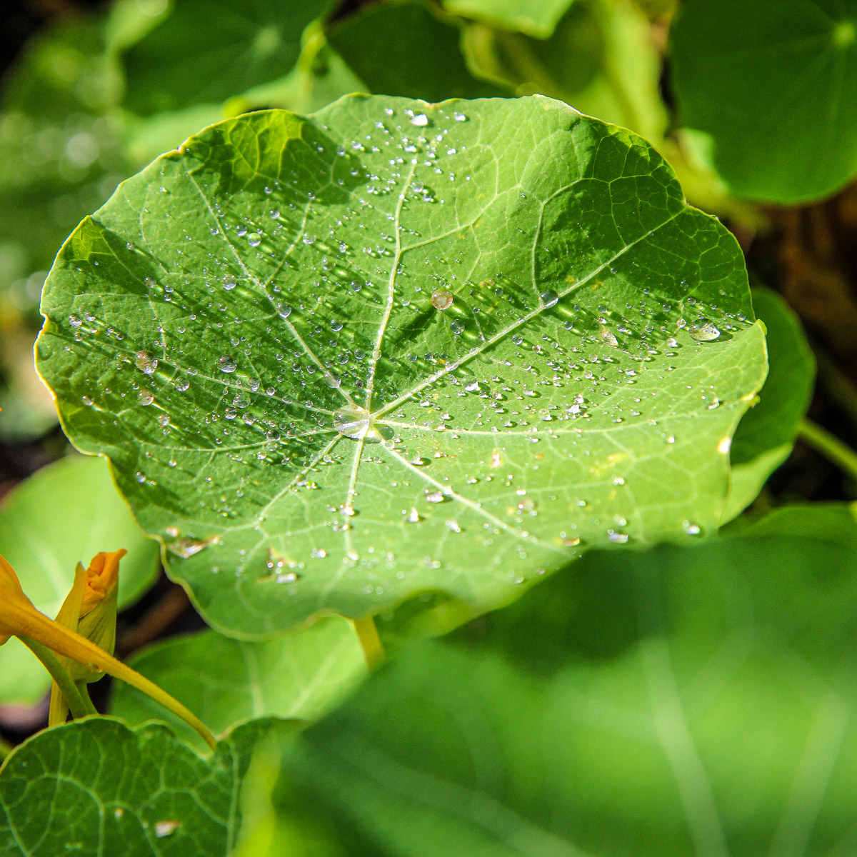 Nasturtiums are super healthy to eat