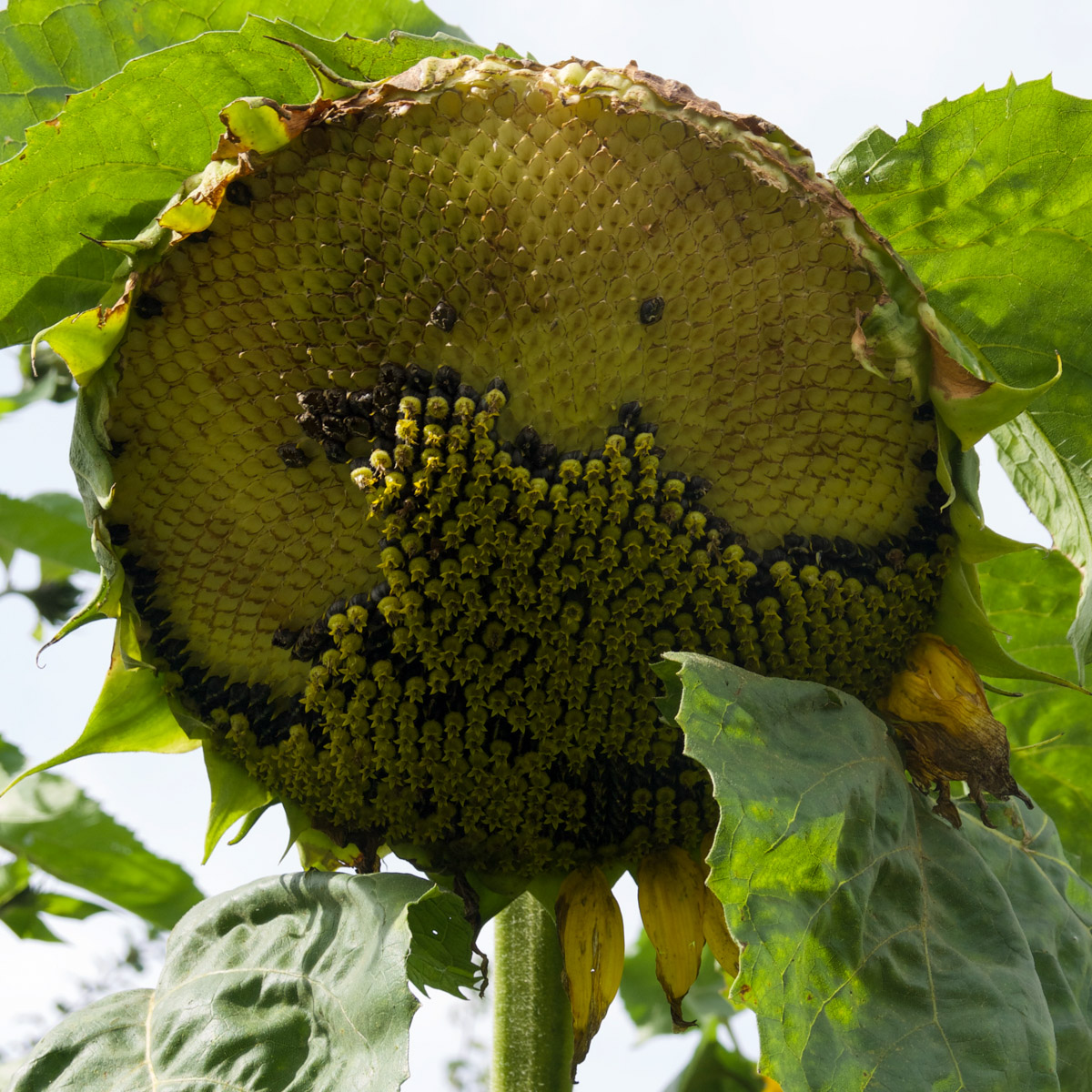 De zaden van deze reuzen-zonnebloem zijn duidelijk zichtbaar