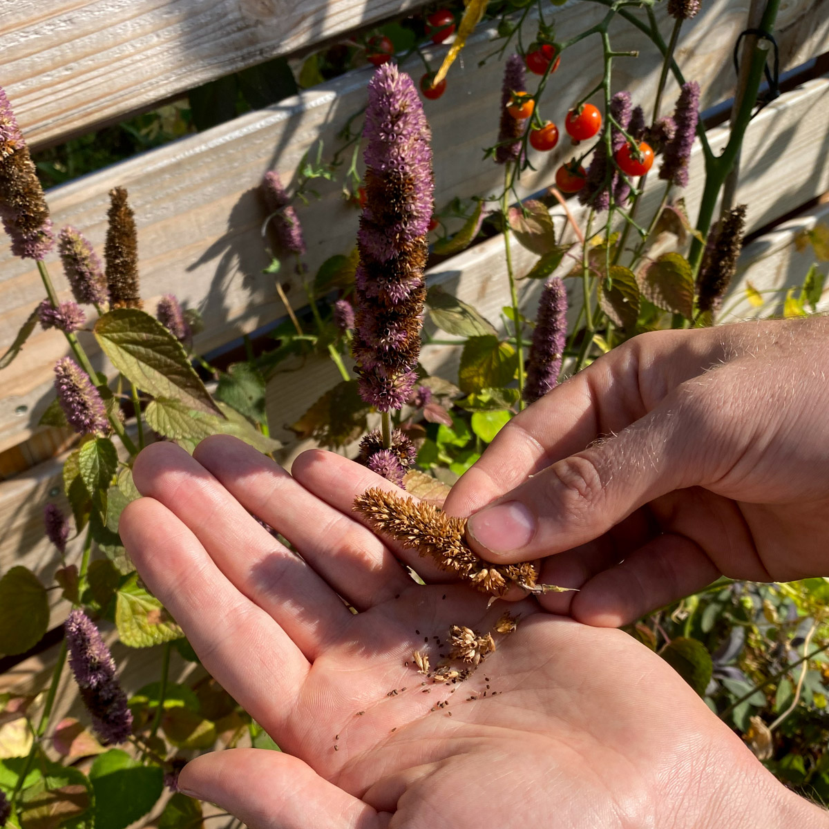 De zaadjes van de dropplant zitten in de verdroogde bloemen