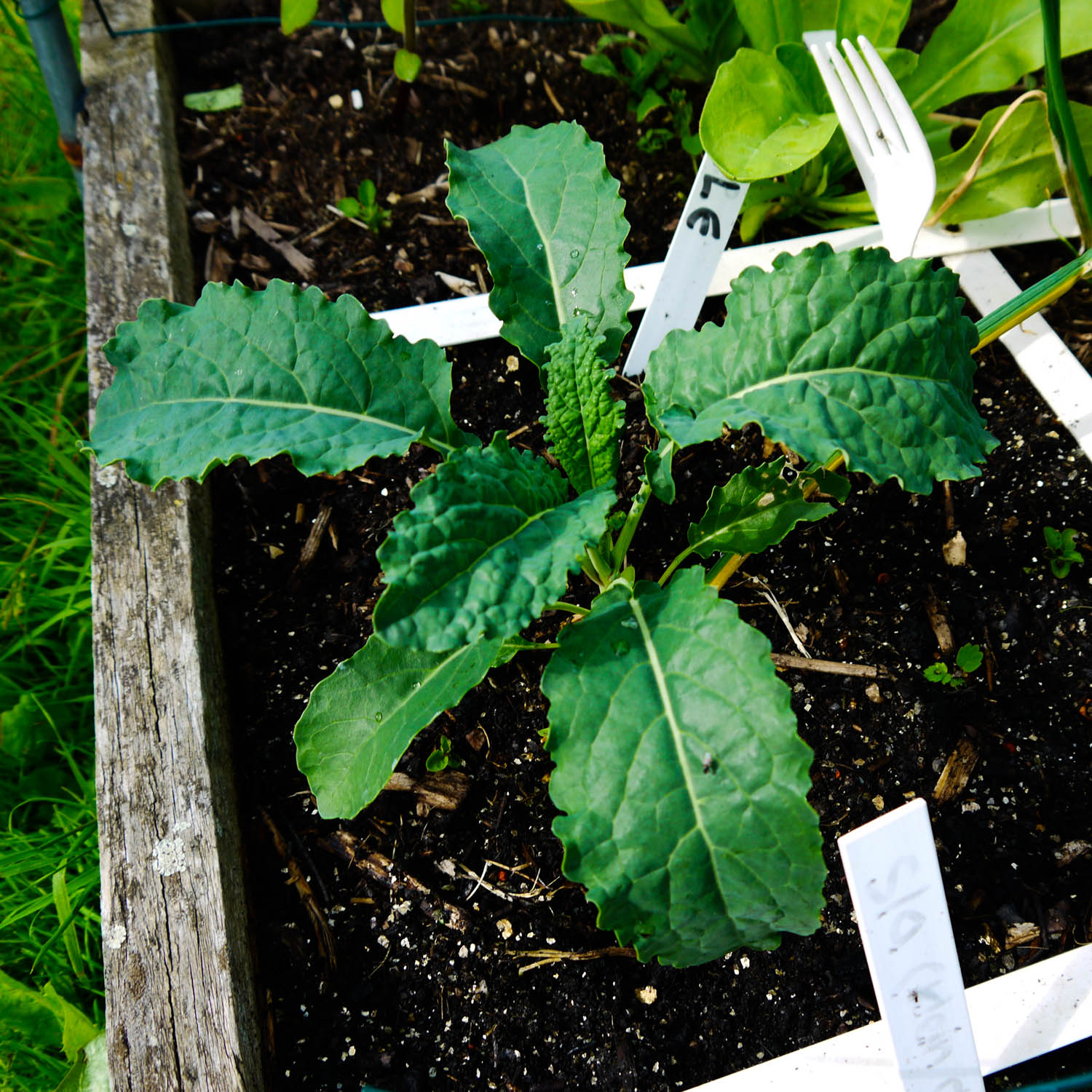 Klein palmkool plantje in de Makkelijke Moestuin