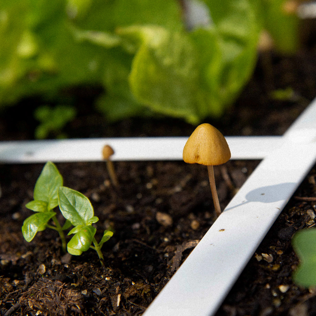Kleine paddestoeltjes in de Makkelijke Moestuinmix zijn een goed teken