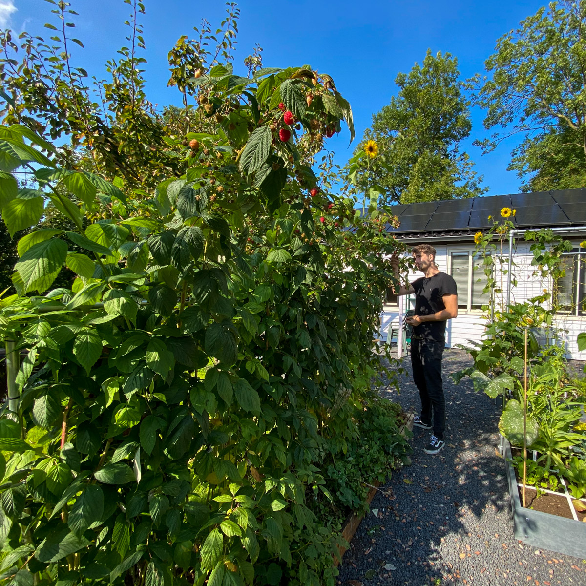 Our raspberry patches at the end of September are full to the brim.