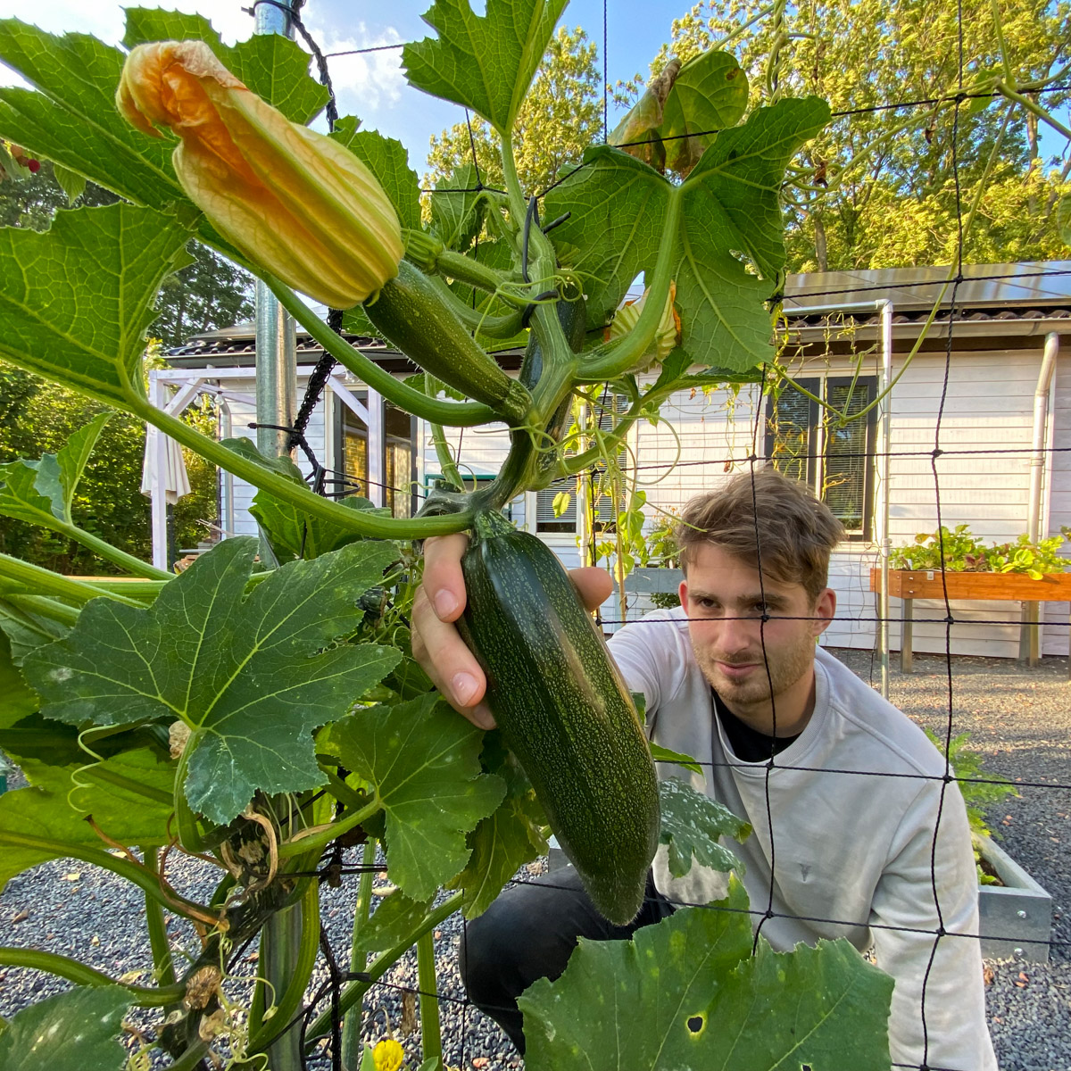 Another zucchini on the trellis in my garden box