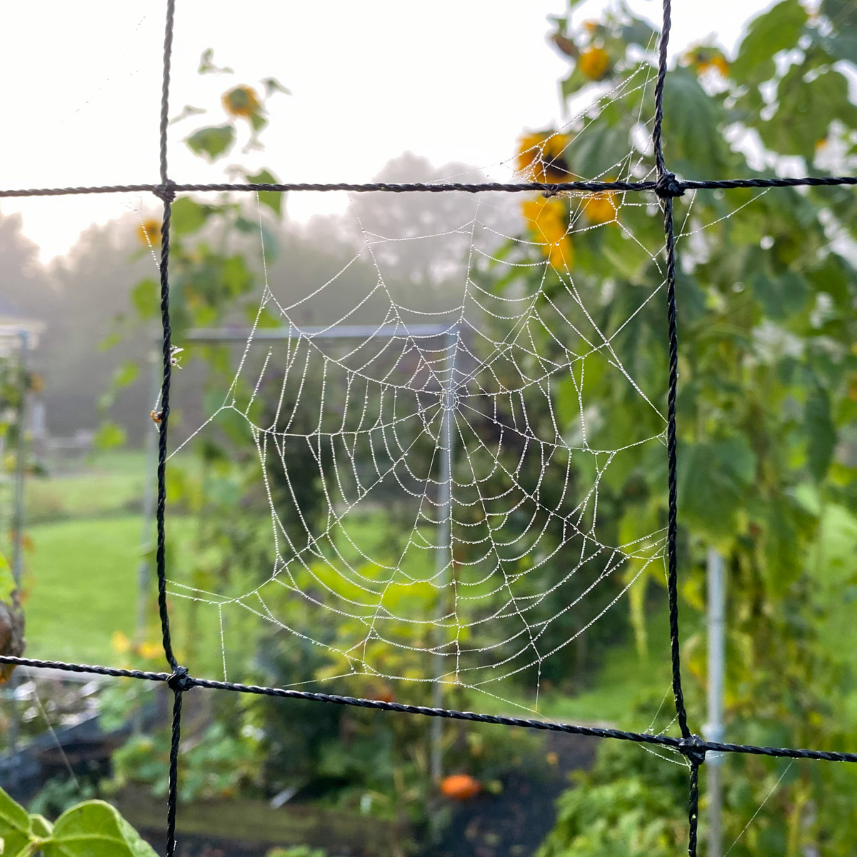 Spider's web in the mist in the Planty Garden