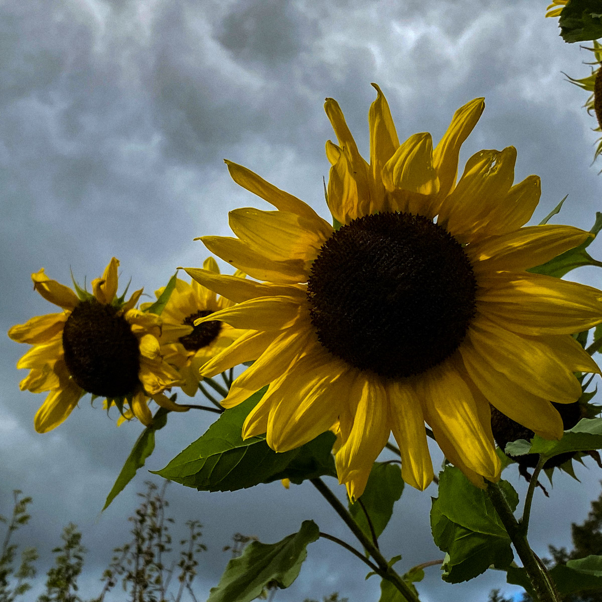 Sunflowers can still bloom in October