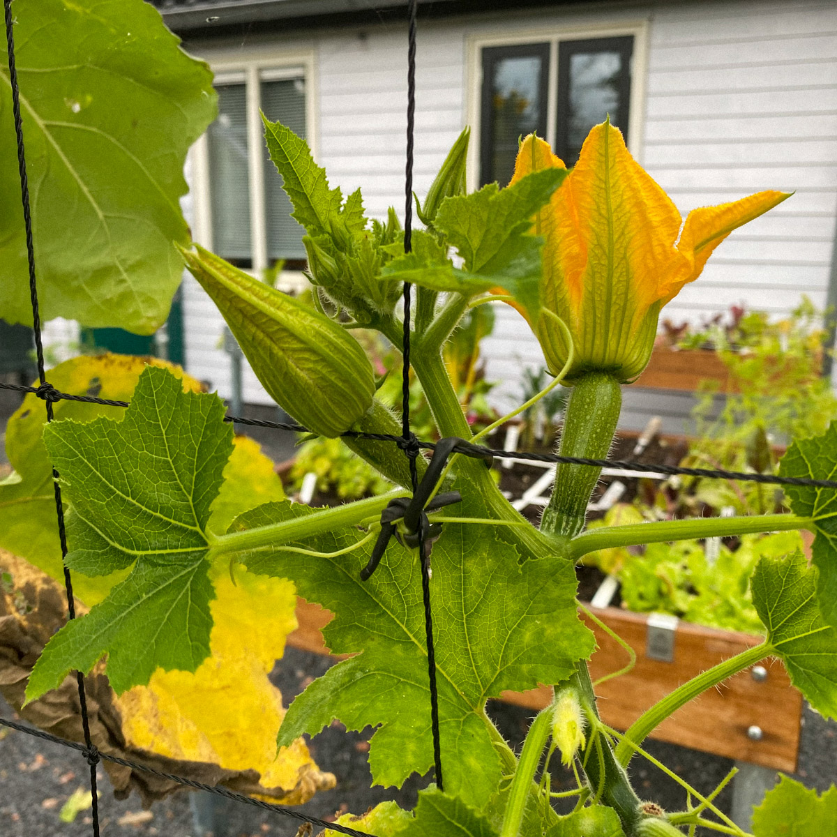 You can keep harvesting climbing zucchini through October