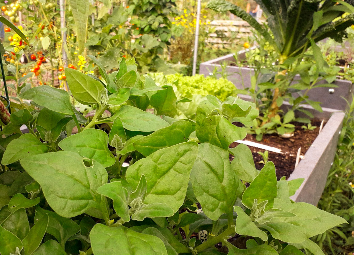 New Zealand spinach in Rinus's Planty Garden