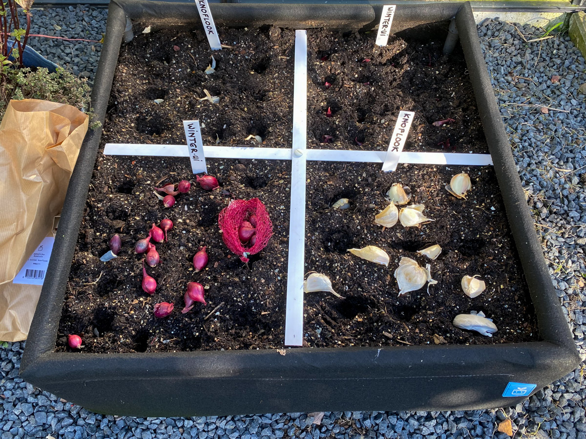 Red winter onion and garlic in the MM-Airbak