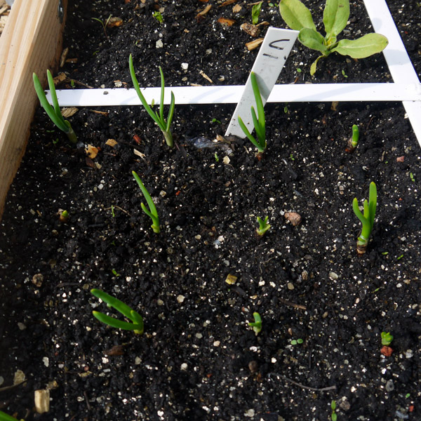 Red Winter Onions