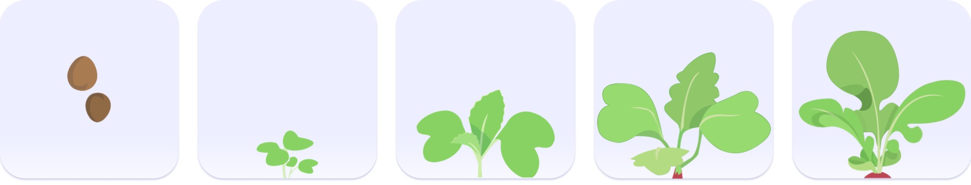 Zakje radijszaden Makkelijke Moestuin
