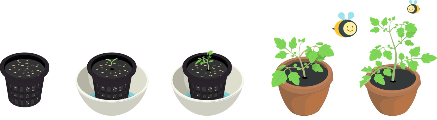 Stadia tomaat in Makkelijke Moestuin app