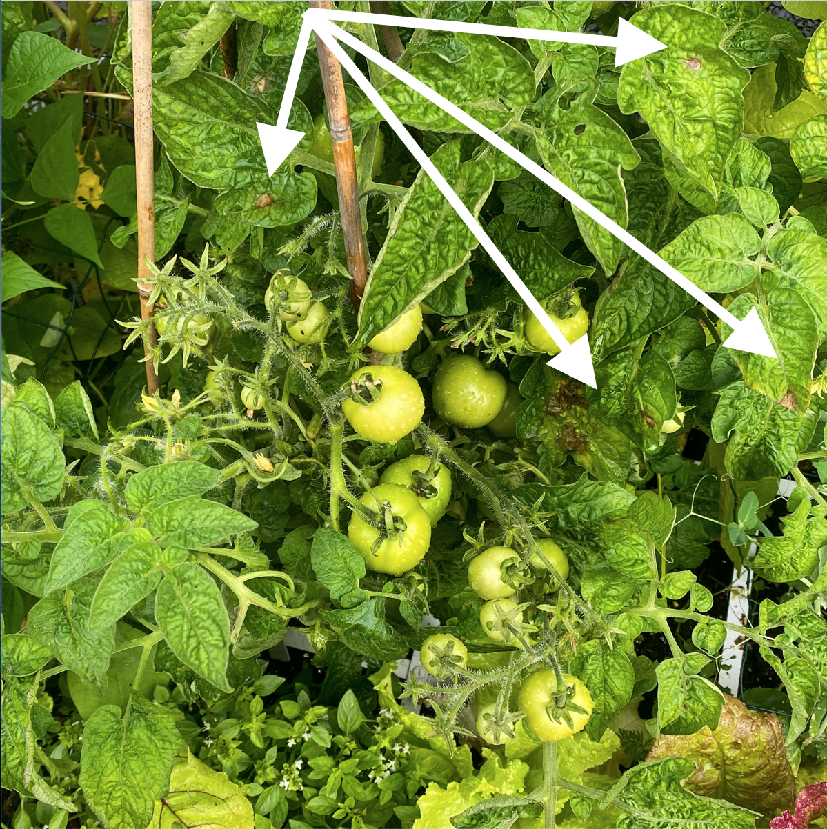 Early brown blight patch on a tomato leaf