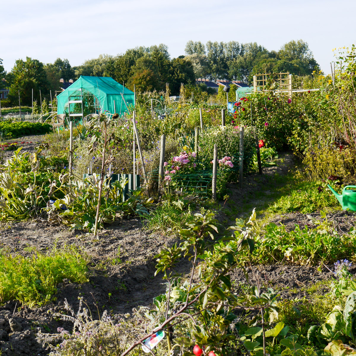 Volkstuinen in Winsum
