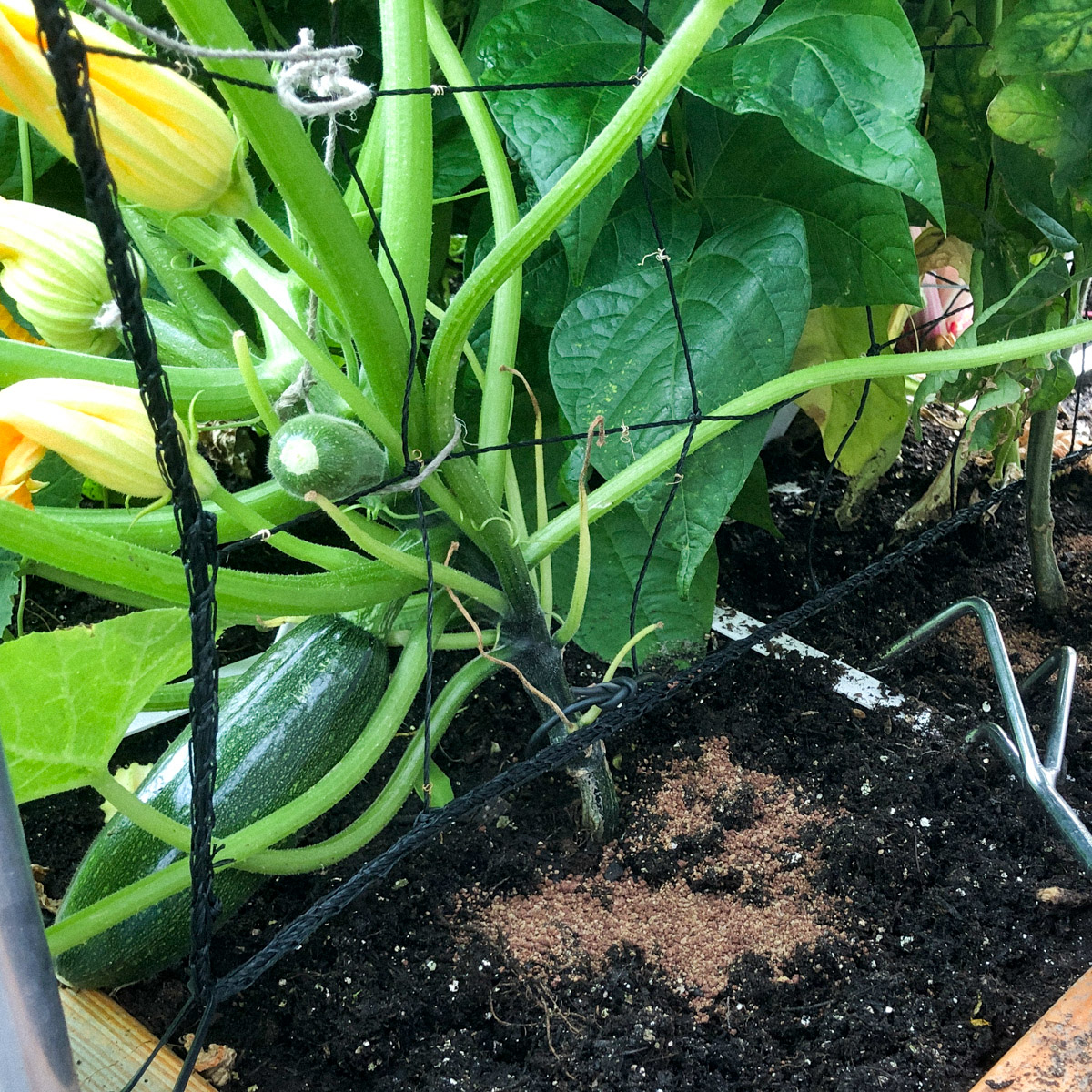 Courgettes geef je halverwege het seizoen wat extra voeding.