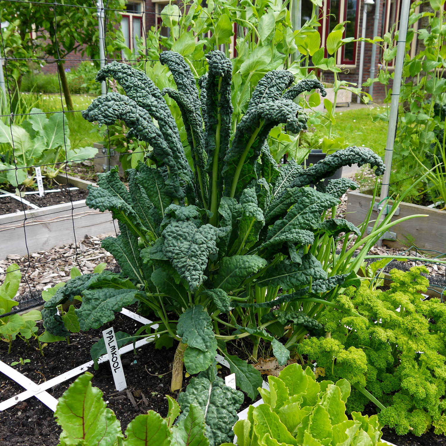 Palmkool of cavolo nero groeit omhoog en past daarom prima in een moestuinbak.