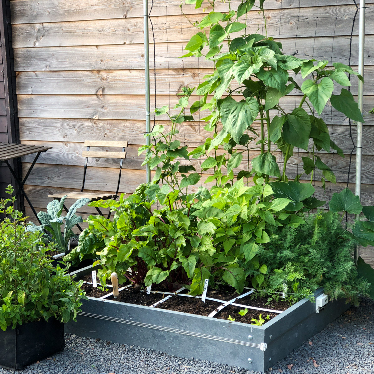 An MM-Hero garden box with big beautiful plants and a few freshly sown patches in my Planty Garden