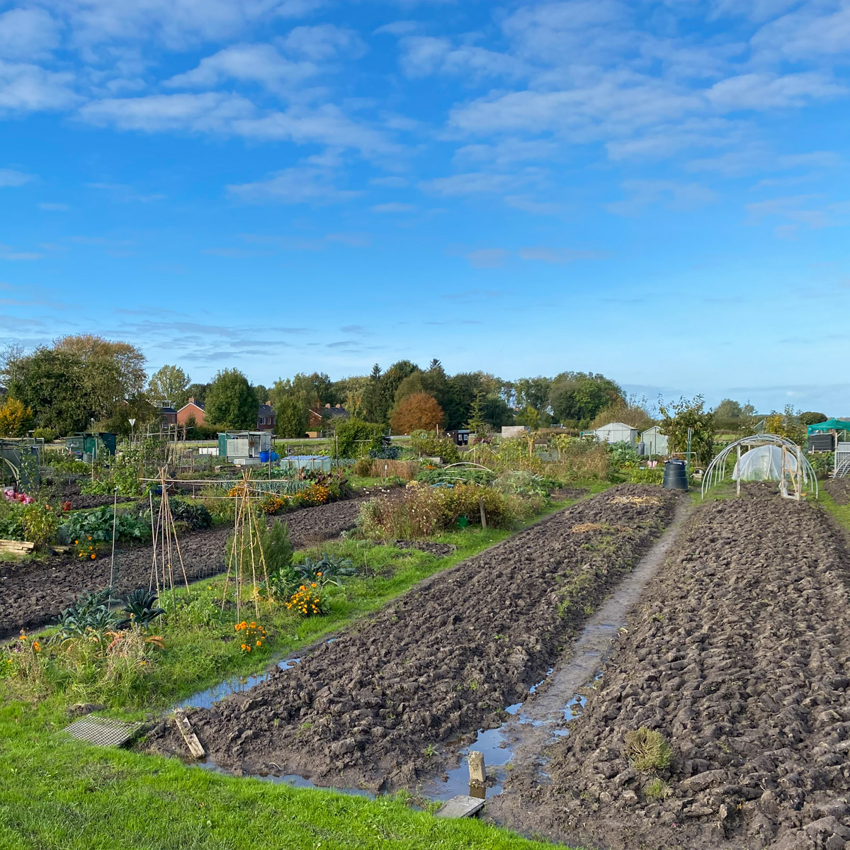 In een gewone moestuin moet voor de winter nog wel wat gebeuren